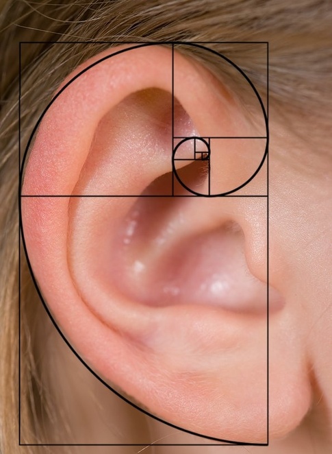 fibonacci_ear-vcollege